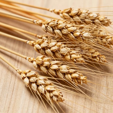 Detailed texture shot of high-quality dry wheat straw, showing the golden stalks and professional harvest quality, clean studio-style lighting in an outdoor North American setting.