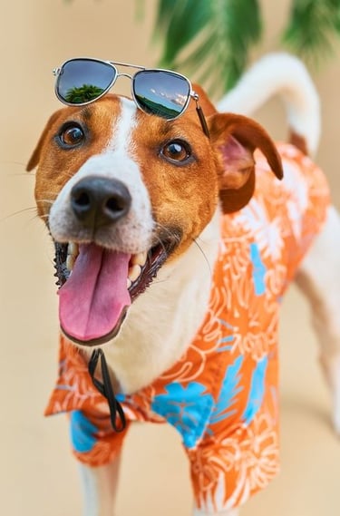 Perrito a la moda con lentes de sol y camisa playera naranja con flores blancas