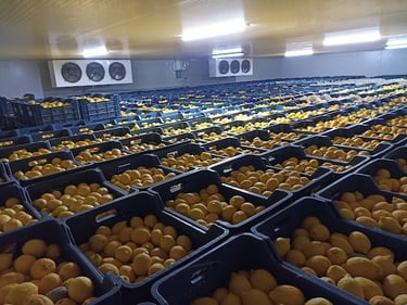 Mersin erdemli limon muhafaza odası