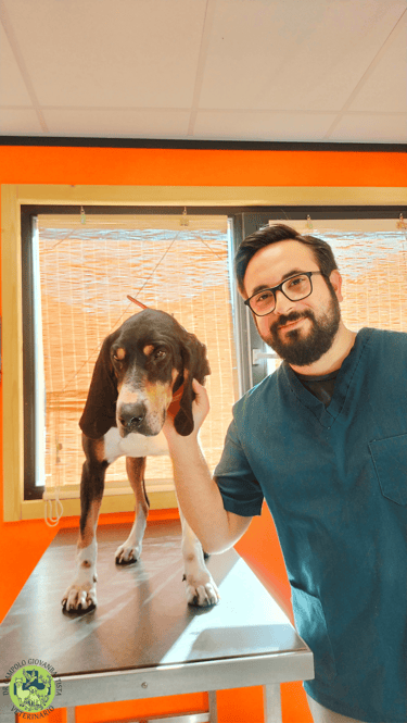 Dr Giovanbattista Campolo veterinario con cane da caccia dentro una struttura veterinaria