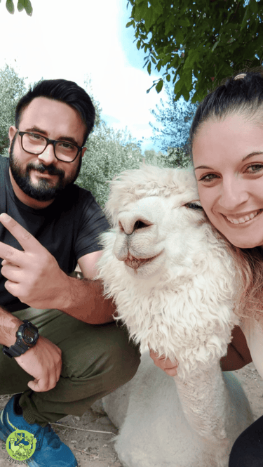 Dr Giovanbattista Campolo veterinario per animali da parco mentre posa con un alpaca