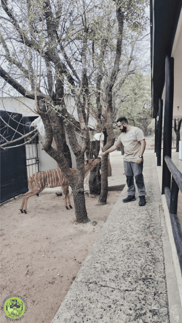 Dr Giovanbattista Campolo veterinario per animali da zoo e da parco mentre visita un'antilope in una struttura zoologica