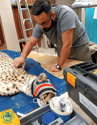 Dr Giovanbattista Campolo veterinario per animali da zoo e da parco mentre visita un ghepardo teleanestesizzato