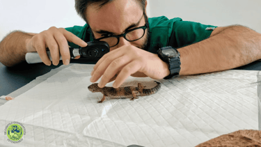 Dr Giovanbattista Campolo veterinario per animali esotici mentre visita un geco leopardino