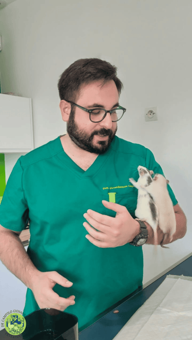 Dr Giovanbattista Campolo veterinario per animali esotici mentre visita una coppia di ratti presso un ambulatorio veterinario