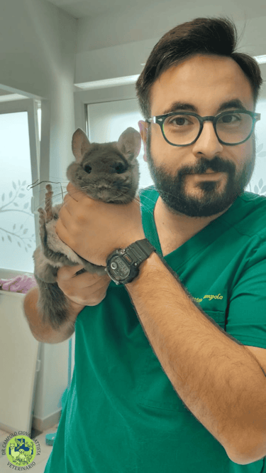 Dr Giovanbattista Campolo veterinario per animali esotici mentre visita un cincillà