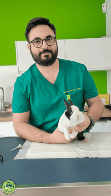 Dr Giovanbattista Campolo veterinario per animali esotici mentre visita un coniglio