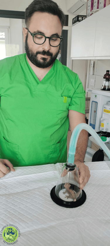 Dr Giovanbattista Campolo veterinario per animali esotici mentre anestetizza un geco foglia