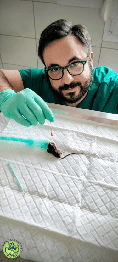 Dr Giovanbattista Campolo veterinario per animali esotici mentre fa l'anestesia ad un topo di campagna