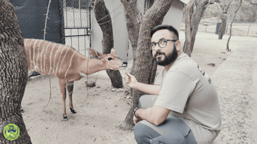 Dr Giovanbattista Campolo veterinario per animali da zoo e parco con un nyala in una struttura in Africa