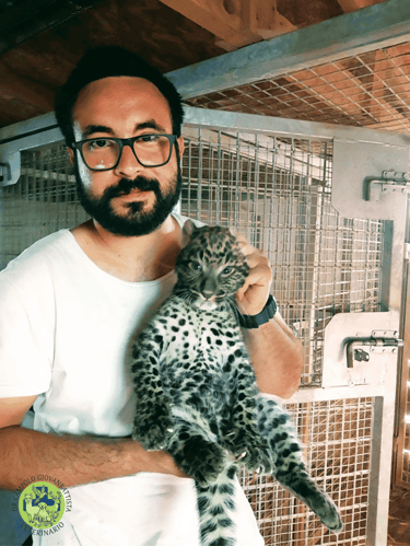 Dr Giovanbattista Campolo veterinario per animali da zoo e da parco mentre visita un leopardo in una struttura zoologica