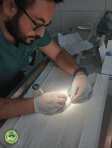 Dr Giovanbattista Campolo veterinario per animali esotici mentre medica un ratto
