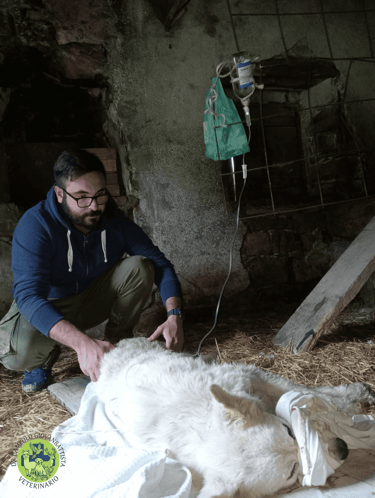 Dr Giovanbattista Campolo veterinario mentre cura un cane dentro una stalla