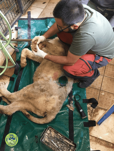 Dr Giovanbattista Campolo veterinario per animali da zoo e da parco mentre visita un leone in una struttura zoologica