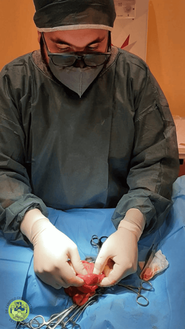 Dr Giovanbattista Campolo veterinario mentre fa una chirurgia 