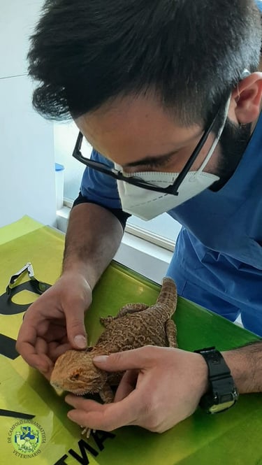Dr Giovanbattista Campolo veterinario per animali esotici mentre visita una pogona
