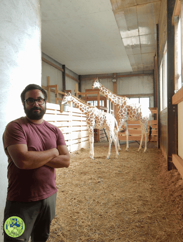 Dr Giovanbattista Campolo veterinario per animali da zoo e da parco con delle giraffe 