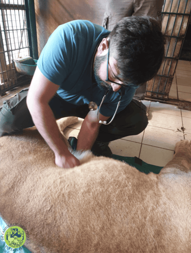 Dr Giovanbattista Campolo veterinario mentre visita un leone addormentato con teleanestesia