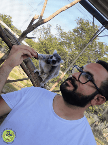 Dr Giovanbattista Campolo veterinario mentre visita un lemure in una struttura zoologica