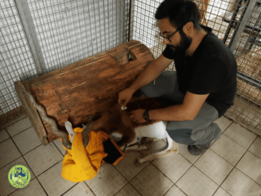 Dr Giovanbattista Campolo veterinario per animali da zoo e da parco mentre visita un'antilope in una struttura zoologica
