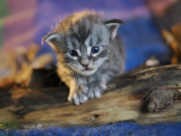 chaton maine coon chatterie bashabas clan's