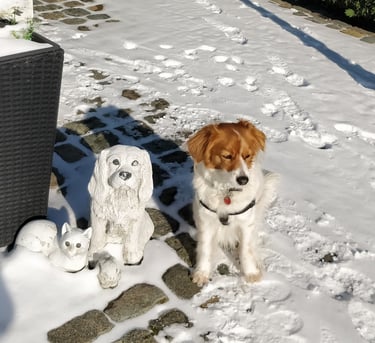 foto van een klein huisdier aan de praktijk in Liedekerke