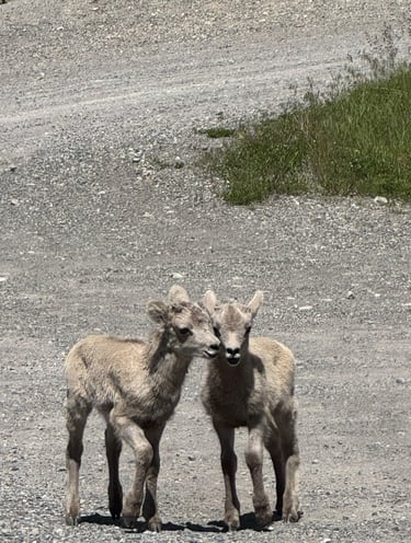bighorn sheep lambs