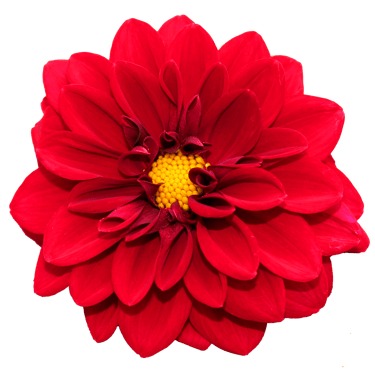 Vibrant red dahlia flower with a yellow center isolated on a black background.