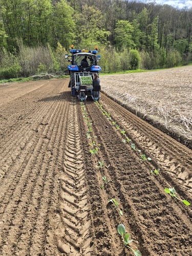 Tractor plant groenten op het land van Hoeve Dinjens in Maastricht tijdens het seizoen