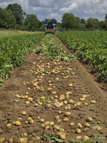 De eerste aardappeloogst bij Hoeve Dinjens