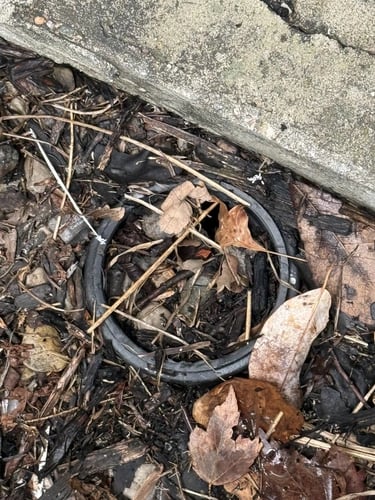 image of a window well drain filled with leaves and debris