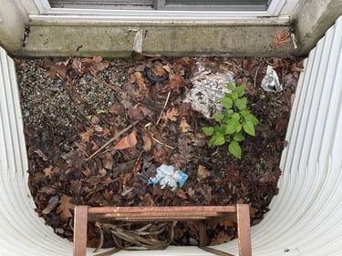 Inside of window well filled with leaves, debris, and covered drainage