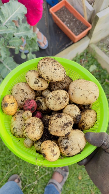 Home-grown organic vegetables harvested by hand and used at Aroha Dosas to support sustainable South Indian food