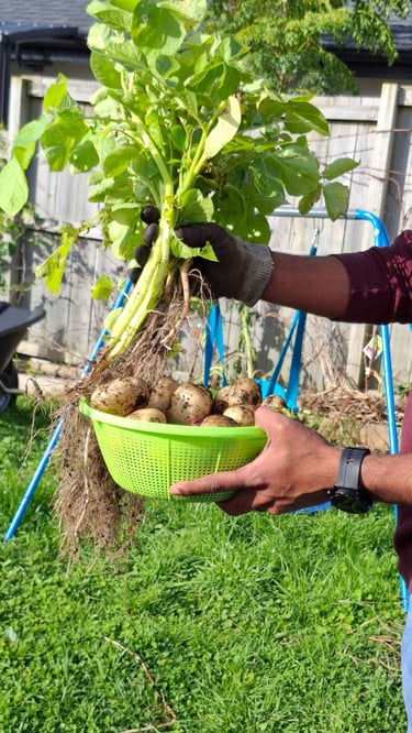 Fresh organic vegetables harvest