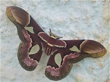 Vencendo com calma  logo