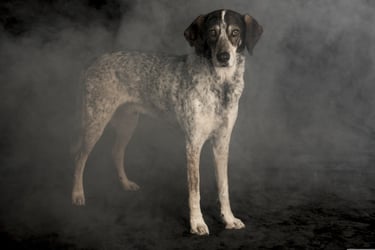 service dog laws in Colorado