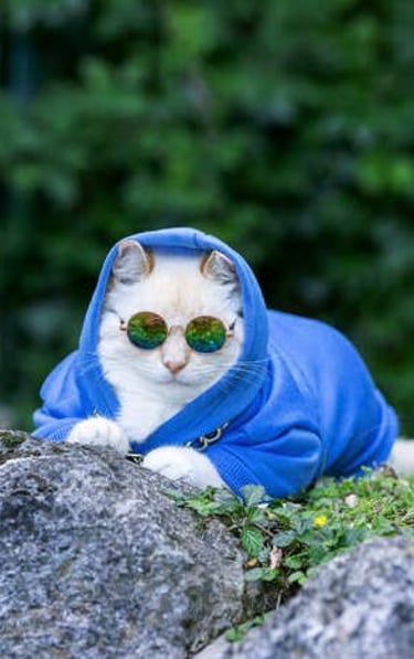 Gato con lentes redondos y sudadera azul