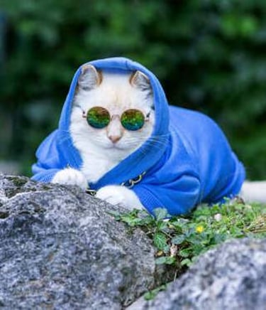 un gato blanco con lentes usando un suetes azul acostado sobre las rocas 