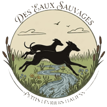 Elevage de petits lévriers italiens Des Eaux Sauvages logo