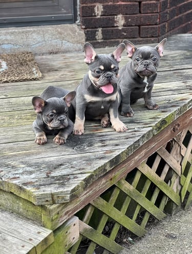 Three blue and tan French Bulldog puppies sitting on a rustic wooden porch.