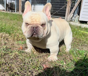 A cream-colored French Bulldog puppy standing on green grass in a sunny backyard.