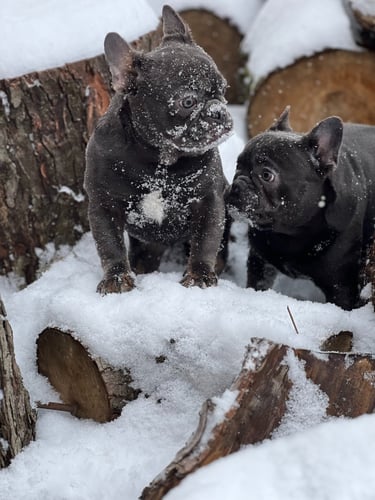 Two black French Bulldog puppies with snow on their faces playing on logs in the winter snow.