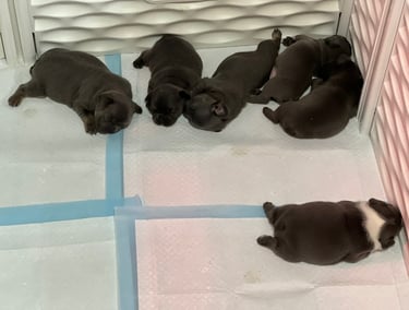Six adorable blue French Bulldog puppies sleeping on white puppy training pads in a playpen.