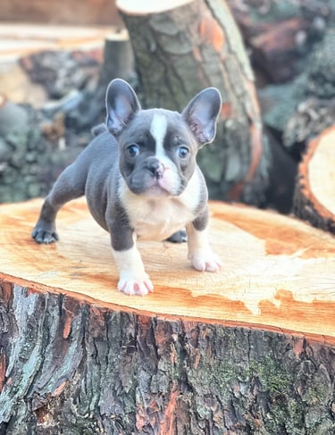 A cute blue and white French Bulldog puppy standing on a large tree stump outdoors.