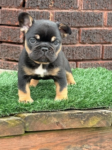 A black tri French Bulldog male puppy stands on grass