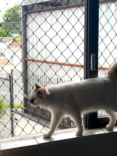 Rede de proteção em janelas para gato