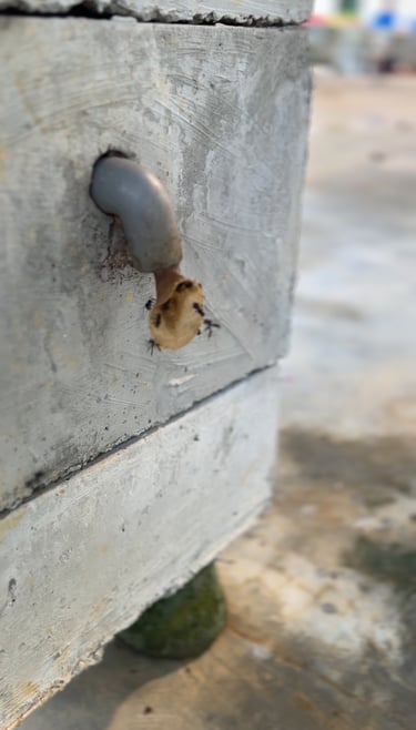 Malaysia stingless bee kelulut