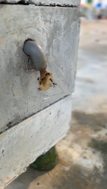 stingless bee hives Malaysia