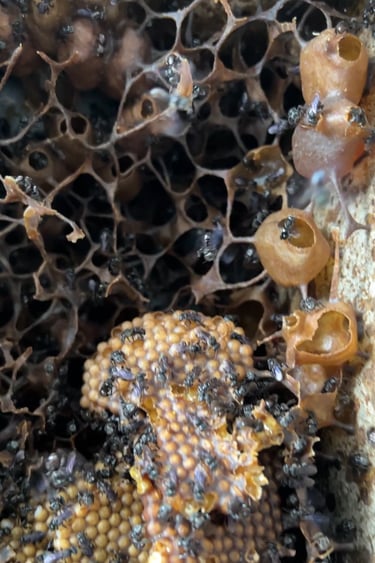 stingless bee honey kelulut malaysia ancient gift farm