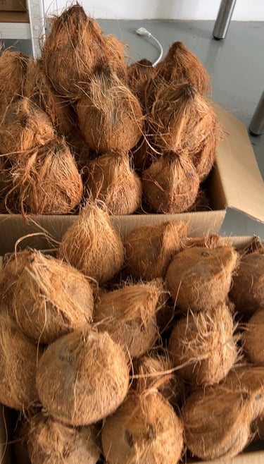 mawar coconut used for traditional coconut oil fermentation